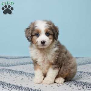 Georgie, Mini Aussiedoodle Puppy